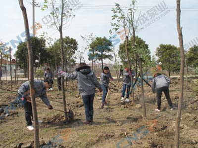 2012.3.12中成泵業(yè)植樹節(jié)活動報道